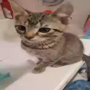 adoptable Cat in Pleasant Grove, AL named Tiger