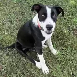adoptable Dog in Judsonia, AR named Unknown