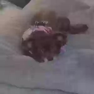 /images/pets/original/2184980_actual_three.webp