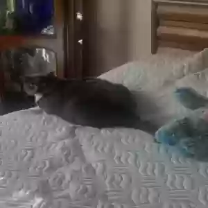 adoptable Cat in Cincinnati, OH named Gracie