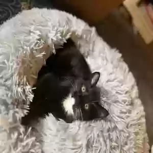 adoptable Cat in Tomball, TX named piper