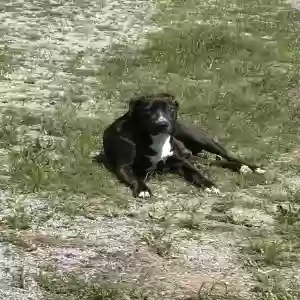 adoptable Dog in Rocky Mount, NC named Sam