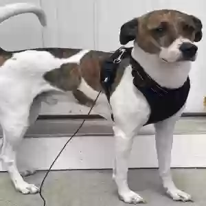 /images/pets/original/2185003_actual_one.webp