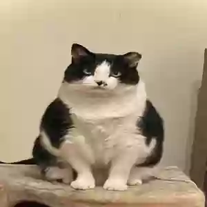 adoptable Cat in Chesapeake, VA named Suze Q