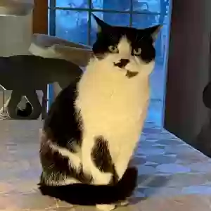 adoptable Cat in Chesapeake, VA named Cha Cha