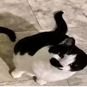 adoptable Cat in Chesapeake, VA named Loco