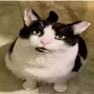 adoptable Cat in Chesapeake, VA named Mr Z