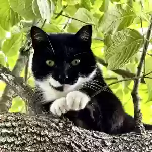 adoptable Cat in Chesapeake, VA named Boa Jing