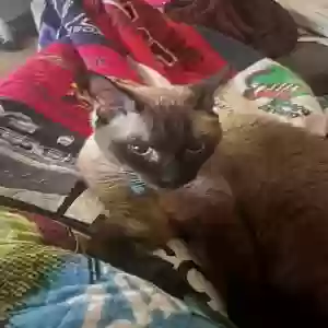 adoptable Cat in Litchfield Park, AZ named riley