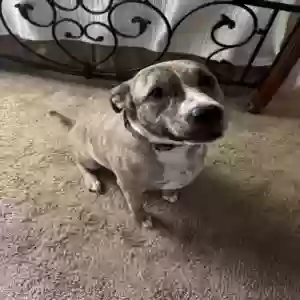 adoptable Dog in Smyrna, GA named Raq (Racquel)