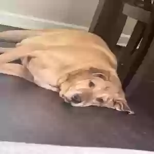 adoptable Dog in Hiram, GA named Apollo