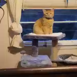 adoptable Cat in Decatur, GA named Falcon