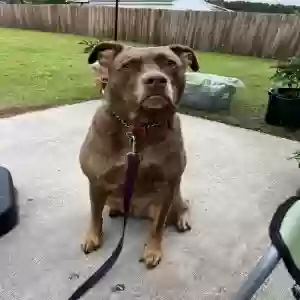 adoptable Dog in Smithfield, NC named Bella