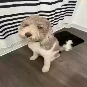 adoptable Dog in Atlanta, GA named Koda