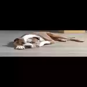 adoptable Dog in Tucson, AZ named Wolverine