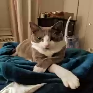 adoptable Cat in New Britain, CT named Baby