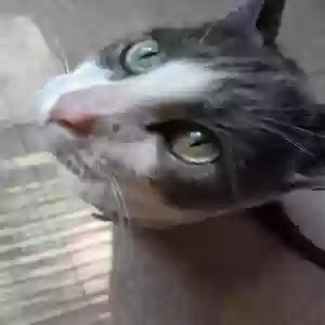 /images/pets/original/2185048_actual_two.webp
