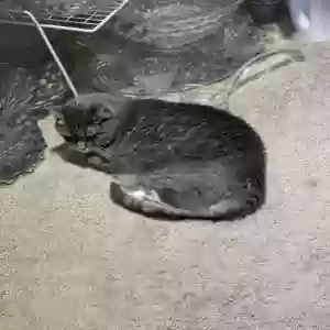 adoptable Cat in Oklahoma City, OK named Kai