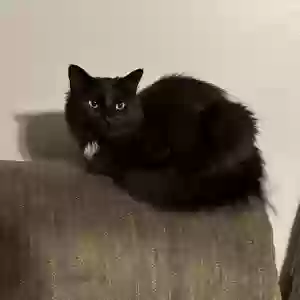 adoptable Cat in Thomasville, NC named Jelly Bean