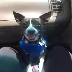 adoptable Dog in Riverdale, GA named Chi-Chi