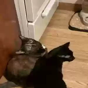 adoptable Cat in Bethel, CT named Betty & Wilma
