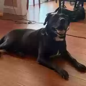 adoptable Dog in Lagrange, GA named Davy Jones