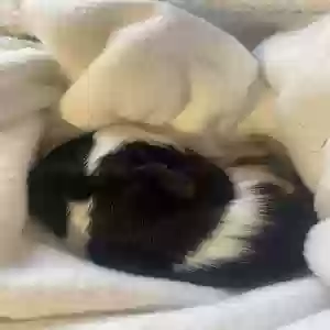 /images/pets/original/2185062_actual_two.webp