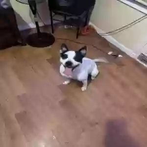 adoptable Dog in Bridgeport, CT named Yogi