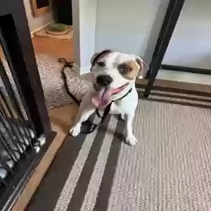 adoptable Dog in Acworth, GA named Domino