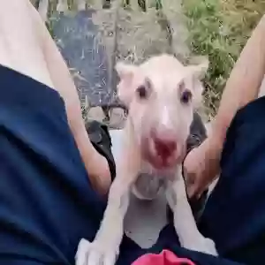 adoptable Dog in Mendenhall, MS named None