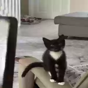 adoptable Cat in Fort Lauderdale, FL named Milo
