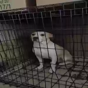 adoptable Dog in Louisville, KY named Silly