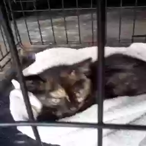adoptable Cat in Leaf River, IL named stray  kitten dumped by our home
