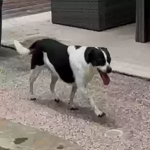adoptable Dog in Katy, TX named Middle