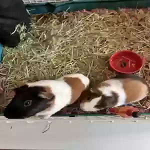 adoptable Unknown in West Chester, PA named Peaches and Snickers