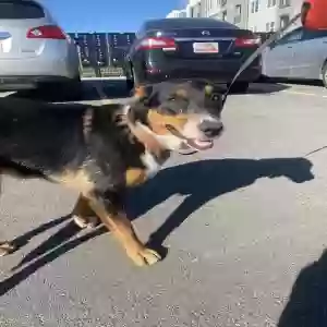 adoptable Dog in Ogden, UT named Bindi