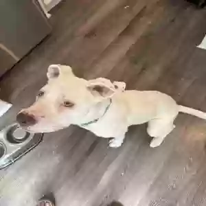adoptable Dog in Marietta, GA named Diesel