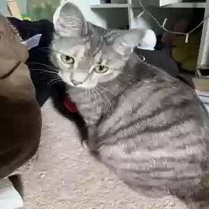 adoptable Cat in Alpharetta, GA named Cleo