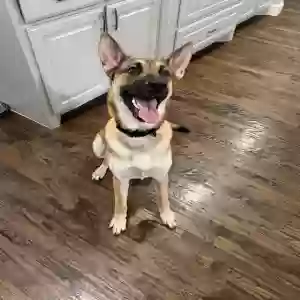 adoptable Dog in Mckinney, TX named Nala