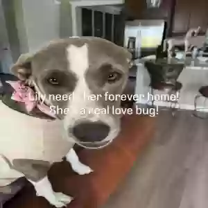 adoptable Dog in Los Angeles, CA named Lily