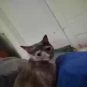 adoptable Cat in Norwich, CT named Willow