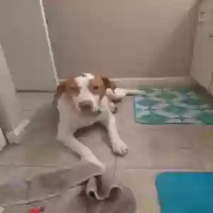 adoptable Dog in Shepherdsville, KY named Jerry