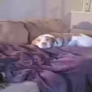 /images/pets/original/2185107_actual_three.webp