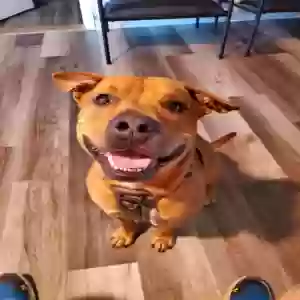 adoptable Dog in Severn, MD named chop