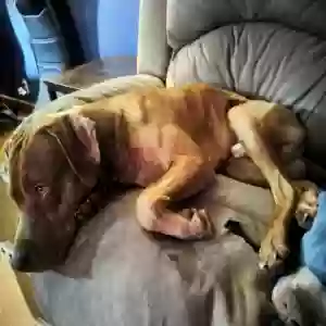 /images/pets/original/2185111_53238_IMG20250530085124.webp