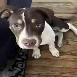 adoptable Dog in Indianapolis, IN named Peanut