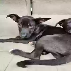 adoptable Dog in Smithfield, NC named Might