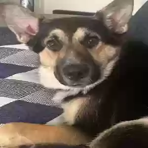 adoptable Dog in Oklahoma City, OK named Icarus