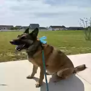 adoptable Dog in Harrington, DE named Arsenal