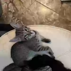 adoptable Cat in Houston, TX named It’s a kitten